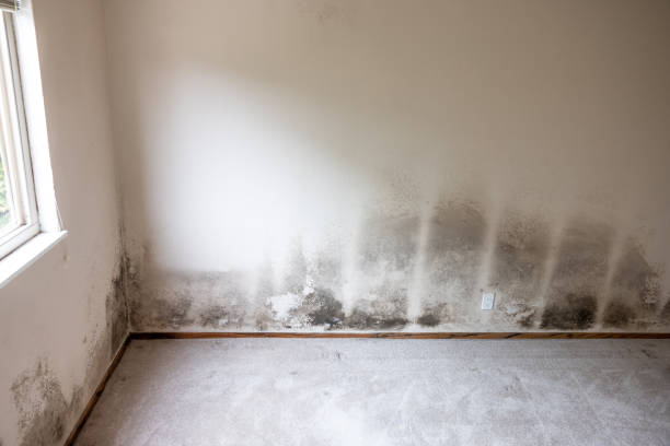 Reliable Chino Valley, AZ Mold Inspection, Removal & Remediation Solutions